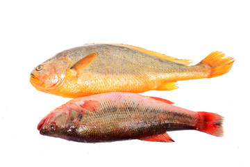 Yellow Croaker Fish