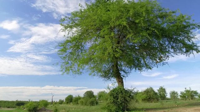 Acacia tree in Zimbabwe. Camera moves around tree.