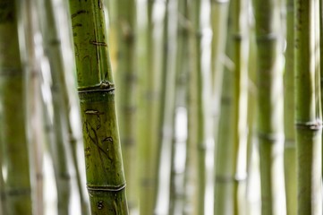 Fototapeta premium Macro de Bambu
