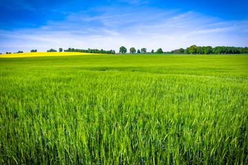 Fototapeta premium Growing wheat field, green spring landscape