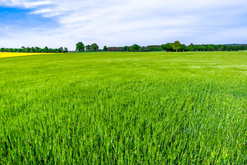Obraz premium Agricultural farm of wheat, green fields and sky, spring landscape