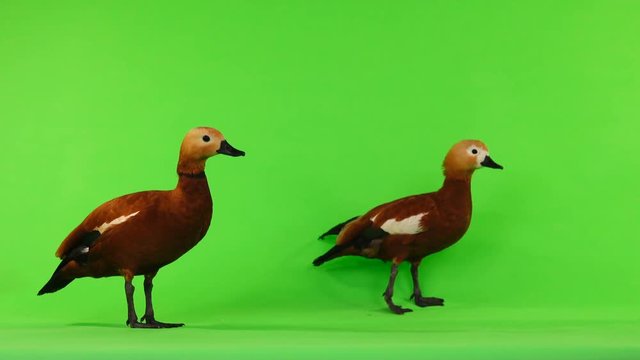  two male and female Beautiful bright red duck (Ogar) isolated on green screen (In Slavic mythology and Buddhism, this bird was considered sacred)
