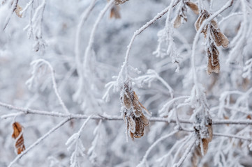 branches and trees in snow on white background