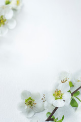 Flat lay with soft white vanilla spring background and branch of white flowers,  copy space. Spring bloom frame