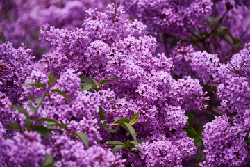 beautiful lilac closeup