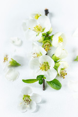 Soft white vanilla spring branch of white flowers. Vanilla background for spring holidays