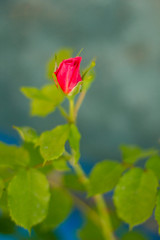 Rose bud, close up