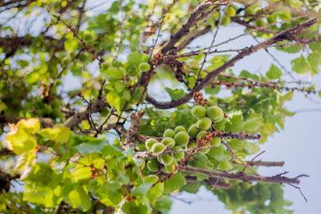 Vensna. Ripening apricot, close-up.