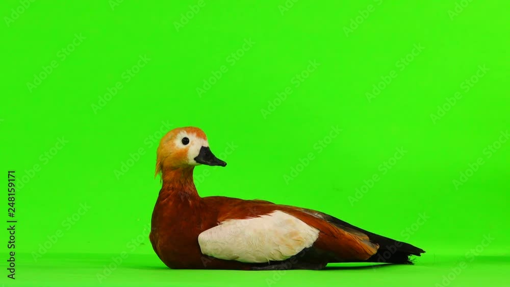 Poster two male and female beautiful bright red duck (ogar) isolated on green screen (in slavic mythology a