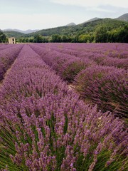 Fototapeta na wymiar paysage de culture de lavandes provençale en france