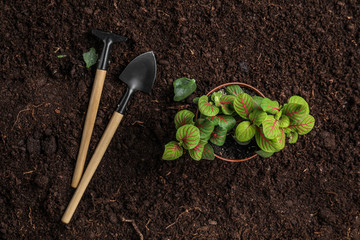 Gardening tools with plant in pot on soil