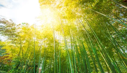 Fotobehang bamboo forest in sun light © kardd