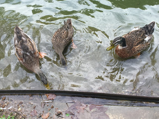 duck in water