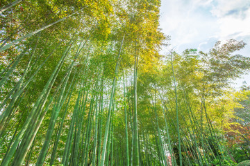 bamboo forest on bright day