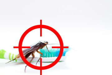 drawing gun target to kill cockroach ,conkroach on toothbrush, pest control concept