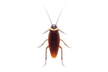 Dead cockroach isolated on white