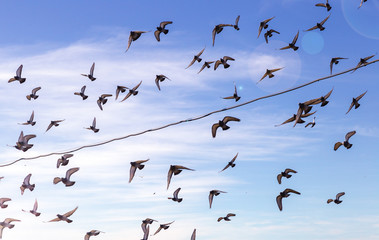 flock of birds on blue sky
