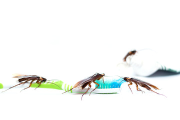 conkroach on toothbrush, dirty concept