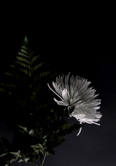 Chrysanthemum flowers