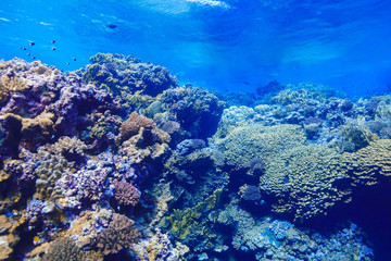 Fototapeta na wymiar Coral Reef at the Red Sea, Egypt