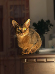 Abyssinian cat on a fireplace