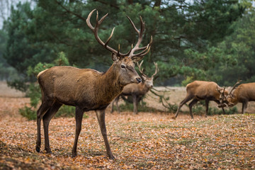 Red deer in the heathland