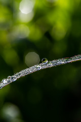 dew on grass