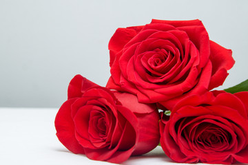 Three Red Roses on grey Background. copy space - Valentines and 8 March Mother Women's Day concept.