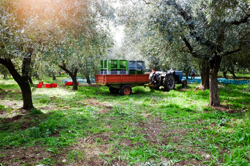 Olive harvest with cart