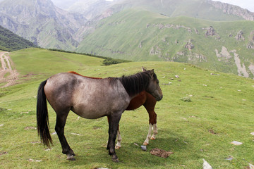 two Wild horses grazing on slope in the mountains