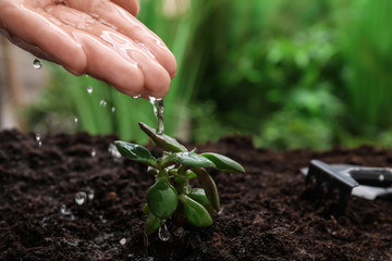 Woman pouring fresh water on green plant outdoors, closeup