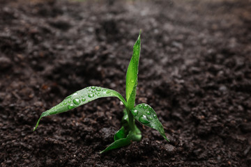 Green sprout in soil outdoors