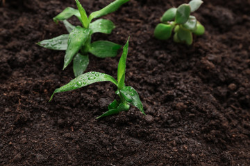 Green sprouts in soil outdoors