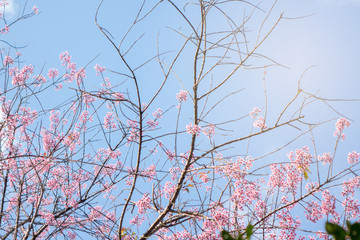 Pink blossom sakura or cherry flowers with blue sky spring season