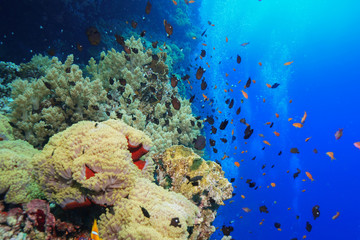 Coral Reef at the Red Sea, Egypt