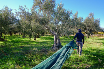Fototapeta na wymiar Pulling the olive harvest nets