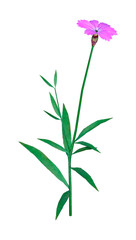 3D Rendering Dianthus Flower on White