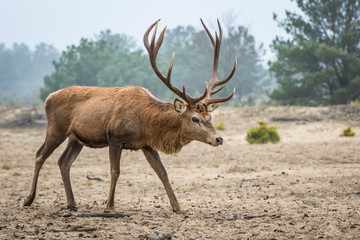 Red deer in the heathland