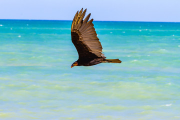 Flight of the vulture