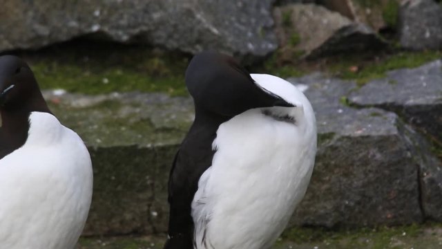 Brunnich's guillemots (Uria lomvia) preening on ledge, Antarctica