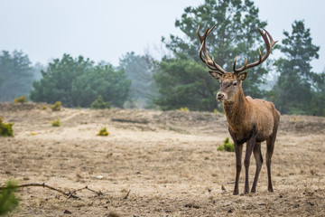 Red deer in the heathland