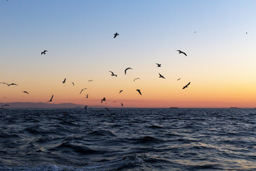 seagulls on sunset