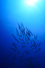Fototapeta na wymiar Barracuda school of fish at the Red Sea, Egypt