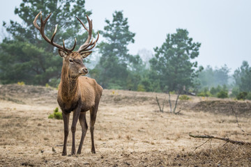 Red deer in the heathland