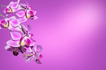 Fototapeta na wymiar Flower in orchids insulated on violet background