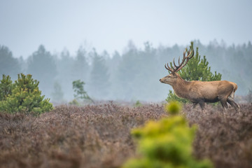 Red deer in the heathland