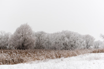 Winter snow trees, New Year's mood. copy space.