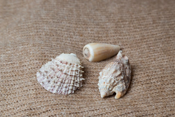 Fototapeta na wymiar Sea shells on texture. Summer background. Top view