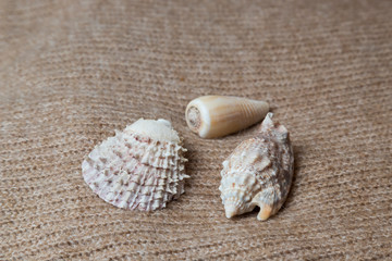 Sea  shells on texture.  Summer background. Top view