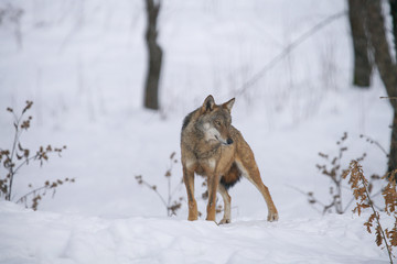 lupi abruzzo 2019